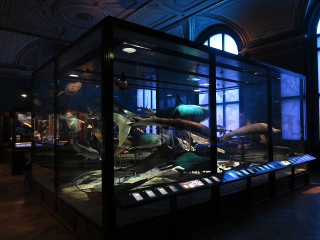 Sammlung Haie, Rochen