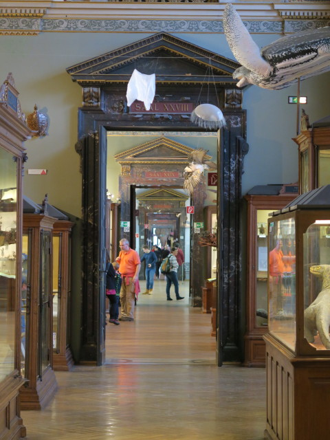 Sammlung Krokodile, Schildkröten