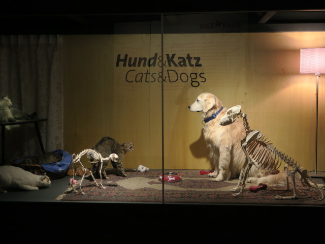 Sonderausstellung 'Hund & Katz'