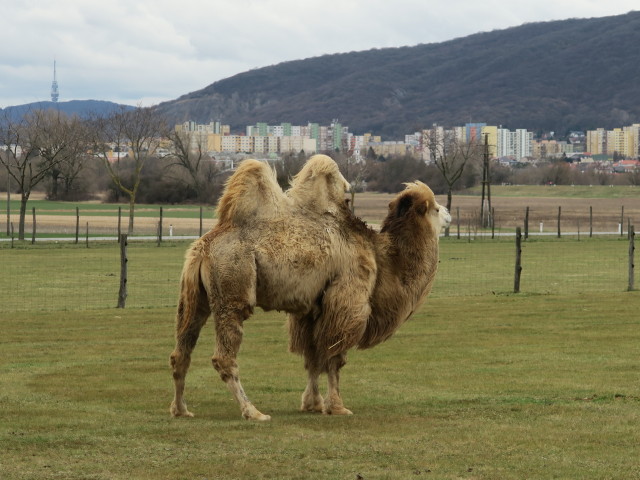 Trampeltier im Gutshof