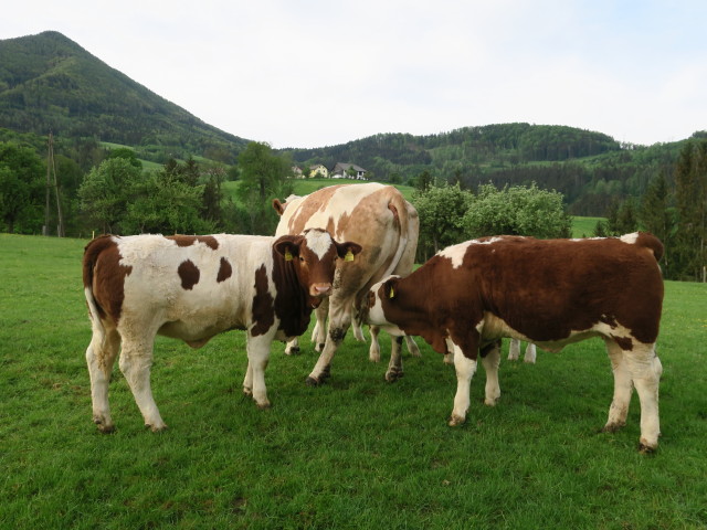 zwischen Kirchbichl und Staudeck