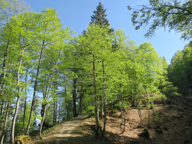 Weg 496 zwischen Sandgatterl und Menaueralm (6. Mai)