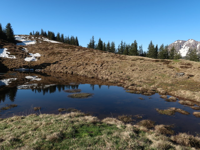 neben Weg 11 zwischen Schwarzkogel und Blauer Lacke (13. Mai)