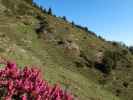 zwischen Bärstättalm und Gaisberg (12. Mai)