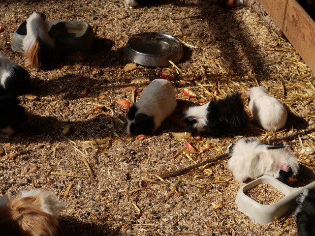 Tierpark Buchenberg: Meerschweinchen