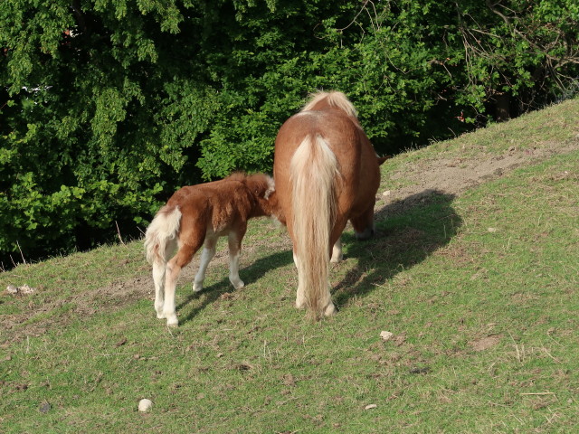 Tierpark Buchenberg: Miniponys