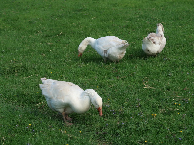 Tierpark Buchenberg: Gänse