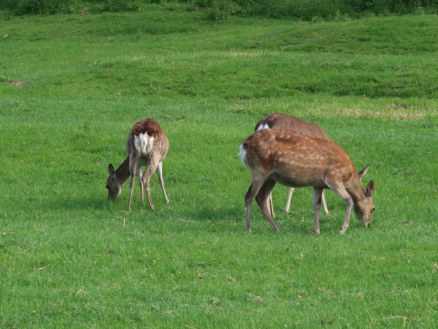 Tierpark Buchenberg: Wild