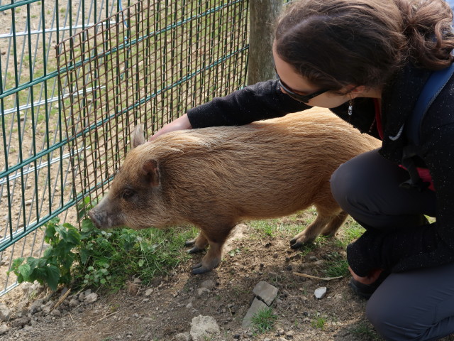 Tierpark Buchenberg: Minischweinchen und Sabine