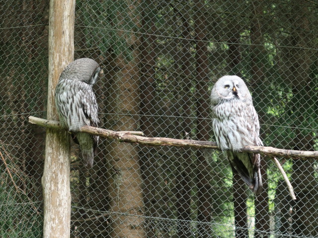 Tierpark Buchenberg: Nordamerikanischer Fleckenuhu