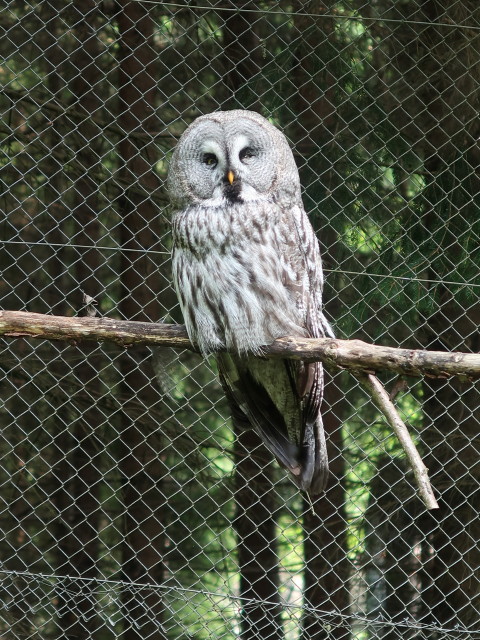 Tierpark Buchenberg: Nordamerikanischer Fleckenuhu