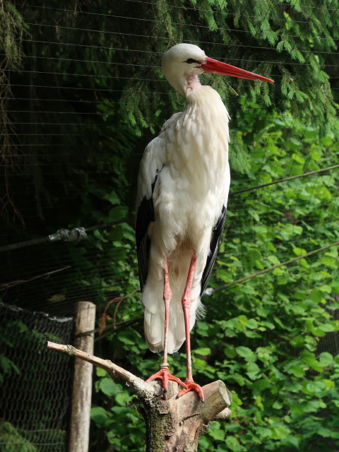 Tierpark Buchenberg: Lebensraum Friedhof