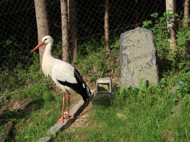 Tierpark Buchenberg: Lebensraum Friedhof
