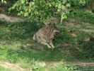 Tierpark Buchenberg: Wolf