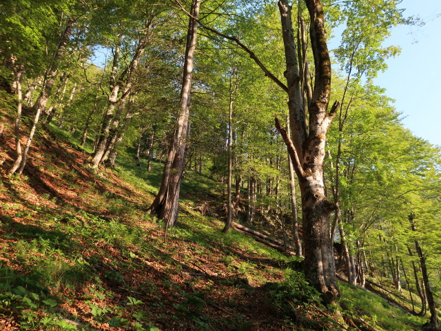 Aschauer Wald