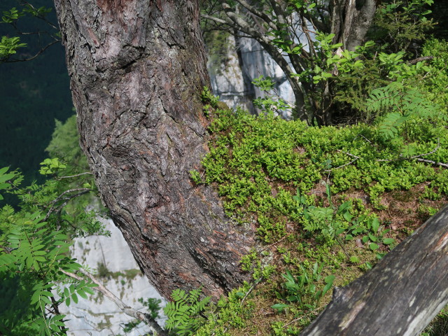 neben dem Kettensteig zwischen Angeralm und Kratzalm