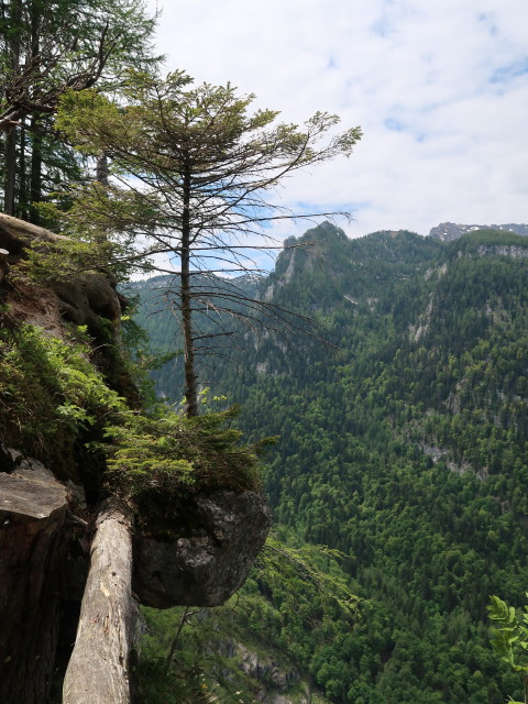 neben dem Kettensteig zwischen Angeralm und Kratzalm