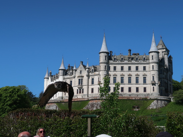 Dunrobin Castle: Falconry (28. Mai)