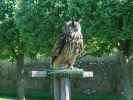 Dunrobin Castle: Falconry (28. Mai)