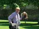 Dunrobin Castle: Falconry (28. Mai)