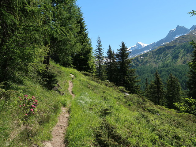 Weg 14A zwischen Ahrntal und Schöntalalm (16. Juni)