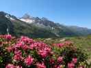 neben Weg 14A zwischen Ahrntal und Schöntalalm (16. Juni)