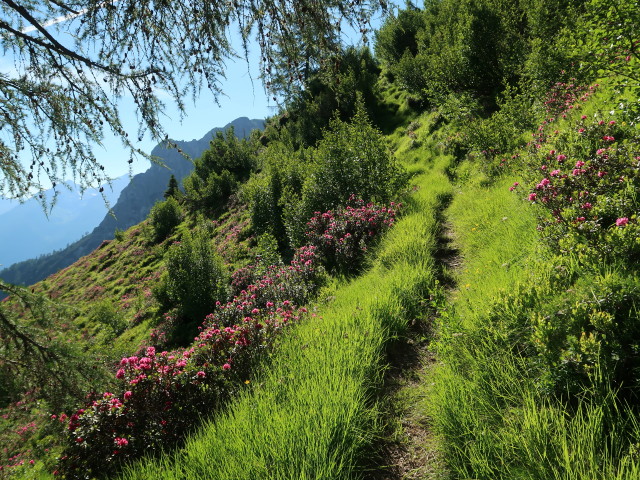 Weg 34A zwischen Edelwei&szlig;h&uuml;tte und Lotterscharte