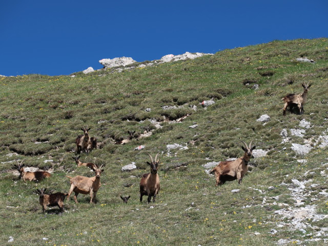 Weg 24 zwischen Lotterscharte und Grubenlacke