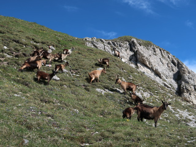 Weg 24 zwischen Lotterscharte und Grubenlacke