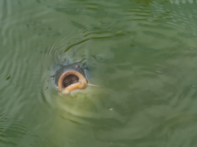 Biotop Teich erleben