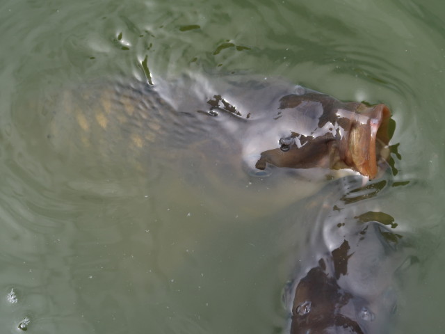 Biotop Teich erleben