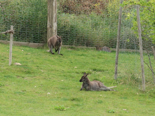 Waldviertler Känguru