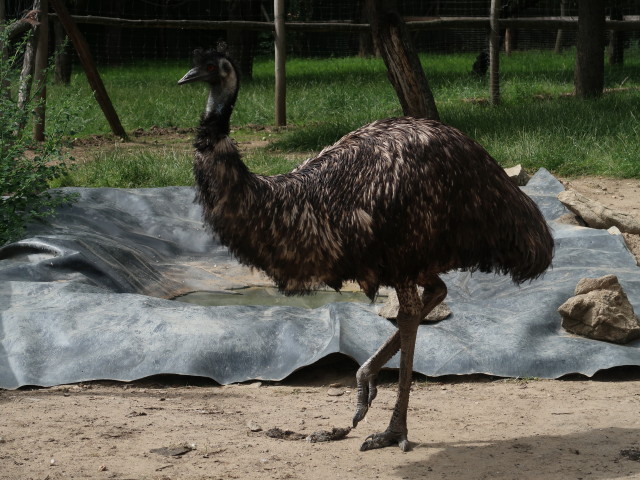 Emu im Freigehege