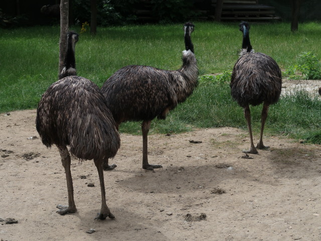 Emu im Freigehege