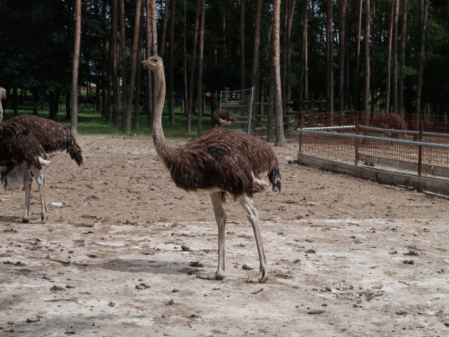 Strauße im Freigehege