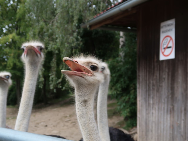 Strauße im Freigehege