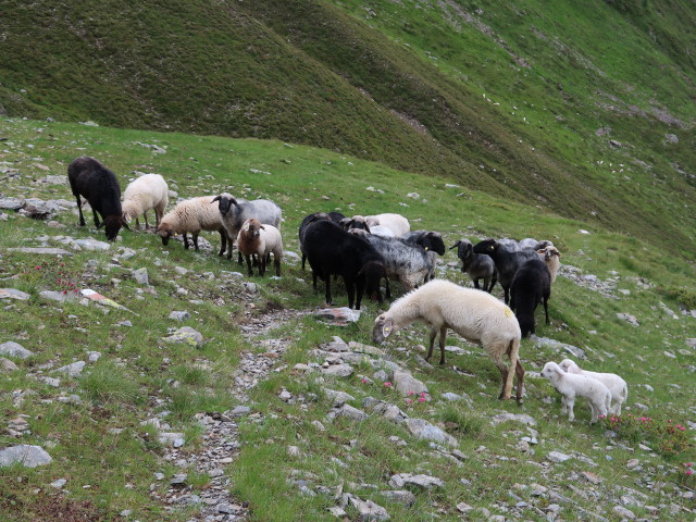 Weg 324 zwischen Gagenalm und Villgrater Joch (7. Juli)