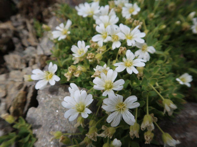 zwischen N&ouml;rdlichem Ramolkogel und Ramolferner (11. Aug.)