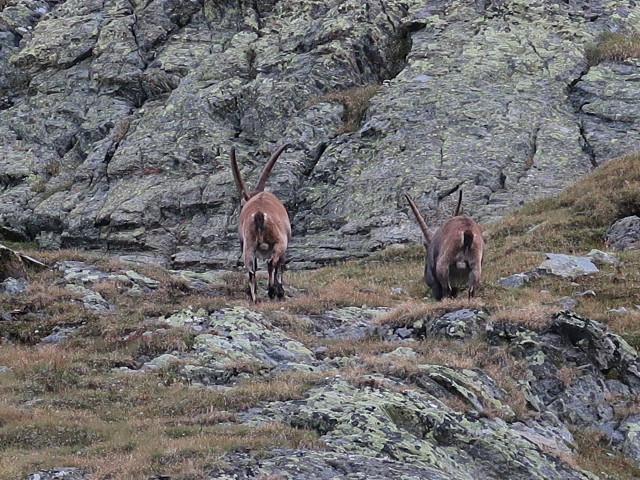 R&ouml;tkarle (17. Aug.)