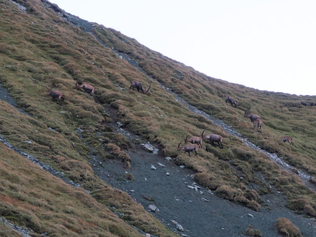 R&ouml;tkarle (17. Aug.)