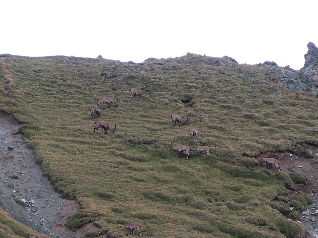 R&ouml;tkarle (17. Aug.)