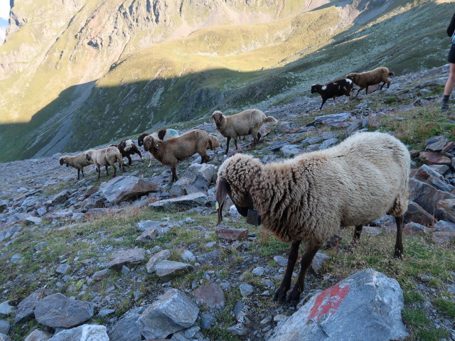 neben Weg 911 zwischen Kapuzinerjoch und Breitlehnj&ouml;chl (17. Aug.)