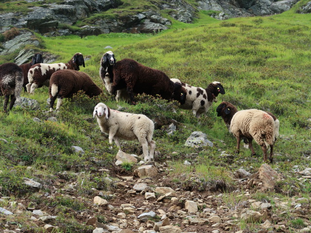 neben Weg 911 zwischen Fernerkar und Frischmannh&uuml;tte (18. Aug.)