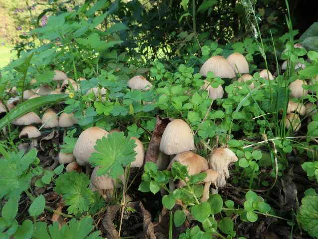 bei der Pitten in Glei&szlig;enfeld