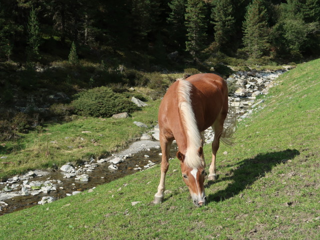 neben Weg 142 zwischen Gro&szlig;-Horlachalm und Larstigalm (17. Sep.)