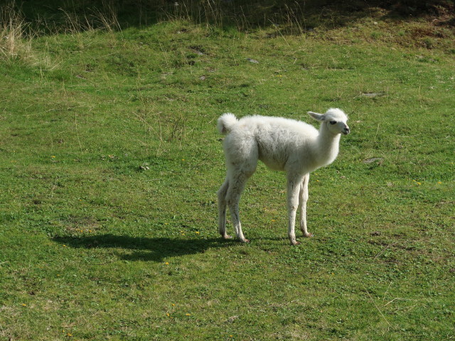 Larstigalm, 1.777 m (17. Sep.)