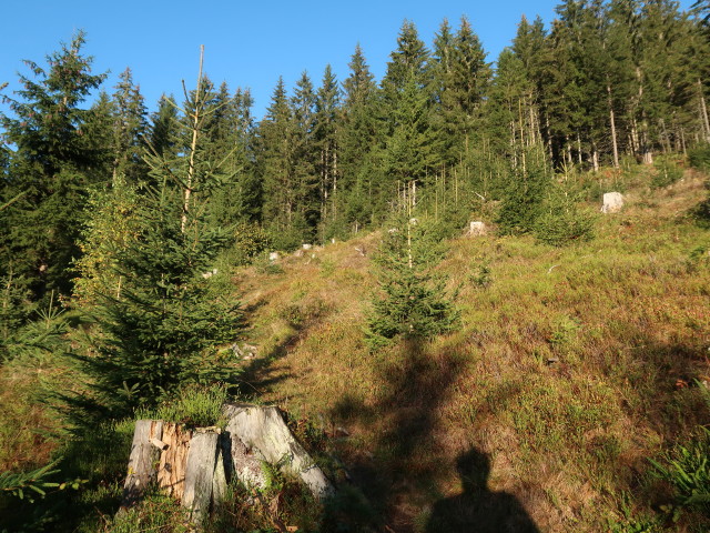 Weg 446 zwischen Gasthof Hinterreit und Hofer Plattl