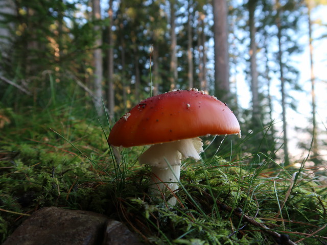 neben Weg 446 zwischen Hofer Plattl und Hofer Hochberghütte