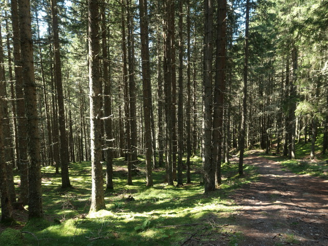 Weg 82 zwischen Schwalbenwand und Mitterberghof