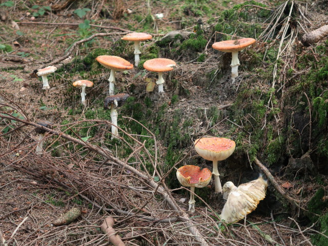 zwischen K&uuml;hl-Br&uuml;nnele und Am Lank (29. Sep.)